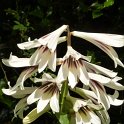 Cardiocrinum giganteum fleur
